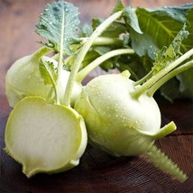 Early White Vienna Kohlrabi Seeds Nongmo 500 Seeds Fresh Vegetables SeedsFrom US - £6.59 GBP