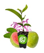 Best Barbie Pink Guava / Psidium guajava / Live Plant - $32.99