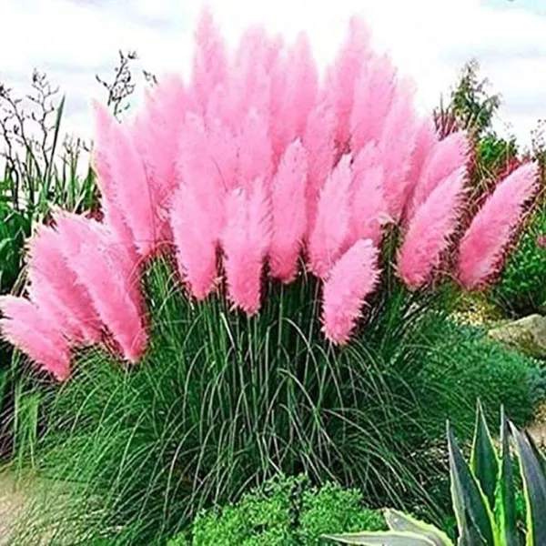 Fresh Giant Pink Pampas Grass Seeds 500 Seeds Ships From Iowa Made In Usa Ornam  - £14.08 GBP