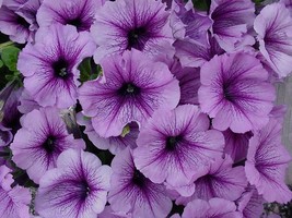 150 Pelleted Seeds Petunia Seeds Candypops Blueberry Pelleted Petunia- F... - $55.99