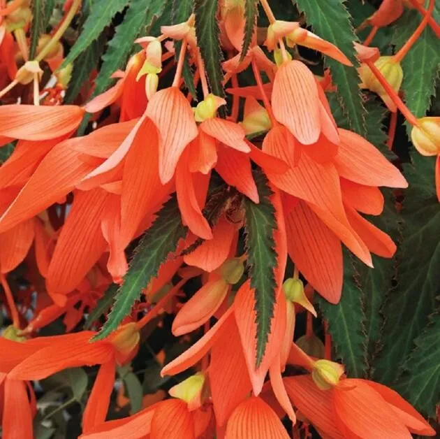 15 Seeds, Begonia Seeds SH11568C - $17.98