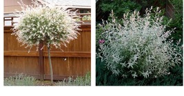 8-12&quot; Tall Live Plants - 2 Japanese Nishiki Dappled Willow Shrubs/Trees - 4&quot; Pot - £72.74 GBP