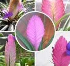 50 Seeds Tillandsia Cyanea: Beautiful Purple Flowers in Decorative Pots - $4.61