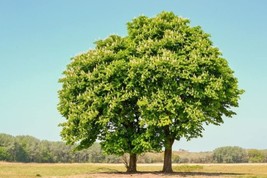 HSE Chestnut Oak Tree Seedlings for Planting | 1-2 Feet Tall Live Tree Plants - £67.45 GBP