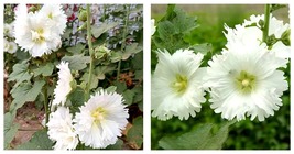 300 Seeds Alcea &#39;Chaste White&#39; Seeds For planting Seeds  - £19.65 GBP