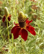 Dwarf Red Coneflower Seeds, Mexican Red Hat, Columnar Upright Prairie, F... - $1.97+