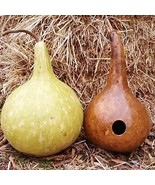 KKG 10 Bottle Gourd Seeds To Grow Used As Canteen In Antiquity Exotic An... - $318.63 MXN