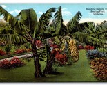 Banana Tree And Fruit in California CA UNP DB Postcard V24 - $2.92