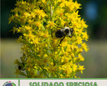 KKG 100 Showy Goldenrod Seeds Solidago Speciosa Native Flower & Honeybee Attract
