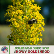 KKG 100 Showy Goldenrod Seeds Solidago Speciosa Native Flower &amp; Honeybee... - $13.95