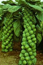 1000 Long Island Brussel Sprout Vegetable Seeds Non Gmo Open Pollinated. - $6.00