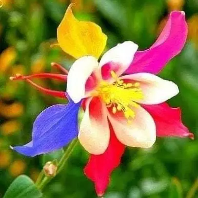 20 Rare Columbine Flower Seeds For Spring Summer Blue Yellow White Red C... - £6.93 GBP