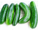 50 Muncher Cucumber Seeds Organic Heirloom Non Gmo Fresh Fast Shipping - $8.99