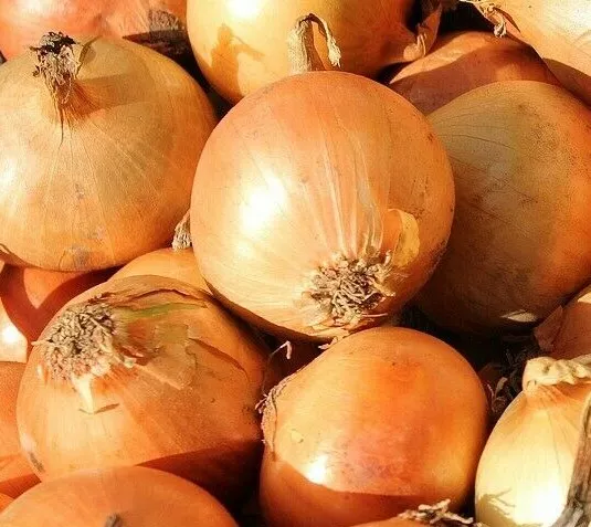 Onion Yellow Organic 50 Seeds - $5.00