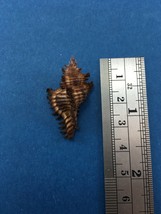 #31 33.9mm Chicoreus Strigatus Dived 20m Palawan Philippines Muricidae - $5.93