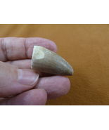 (DF233-125) 1-1/4" Fossil MOSASAURUS Dinosaur tooth Mosasaur dino dig fo... - $18.99