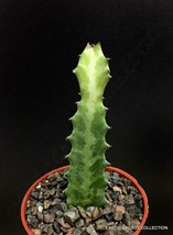 MOTTLED SPURGE euphorbia lactea elkhorn dragon bone succulent cactus plant 4&quot; - £9.71 GBP