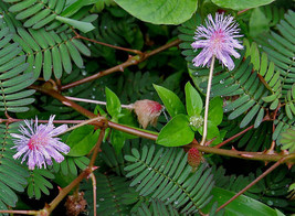 100 seeds  Mimosa / Sensitive Plant Schrankia Uncinata Flower - $8.58