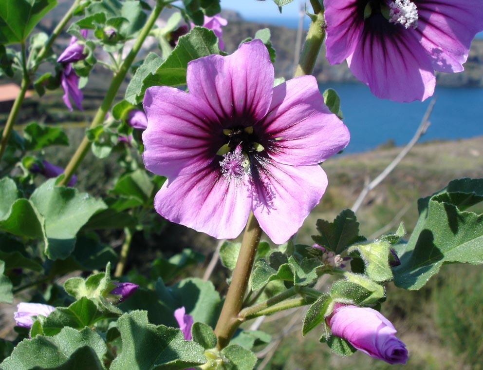Lavatera Arborea Tree Mallow 5 seeds Fresh Gardening - $17.96