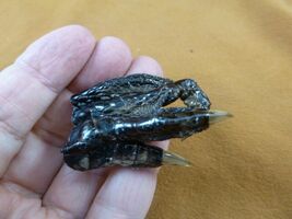 g630-247) Extra SMALL 2" Gator FOOT PAW ALLIGATOR TAXIDERMY feet claw ga... - $10.99