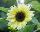 Lemon Queen Sunflowers Nongmo 15 Seeds Fast Shipping - $8.99