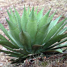 Agave obscura 'Xalapa' Succulents Garden and 50 similar items