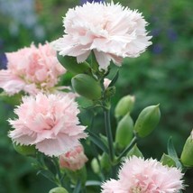 30 Seeds Carnation Chabaud Mix Quick Garden Fix With Heirloom - £6.86 GBP