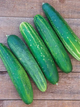 25 + Seeds  Straight Eight Cucumber Planting Edible Food Easy To Grow Ga... - £6.91 GBP