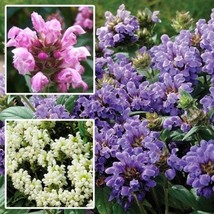 60 Prunella Grandiflora Pagoda Mix Perennial Ground Cover Flower Seeds Fresh Gar - £7.68 GBP