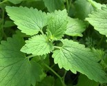 Catnip Seeds 400 Seeds  Non-Gmo Fast Shipping - $7.99