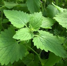 Catnip Seeds 400 Seeds  Non-Gmo Fast Shipping - $7.99
