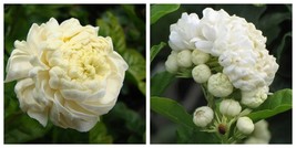 Grand Duke Of Tuscany Jasmine, Jasminum Sambac, Small Rooted Starter Plant - $60.22 CAD