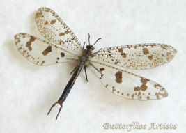 Palpares Libelluloides Giant Antlion Real Neuroptera Framed Entomology S... - $59.00