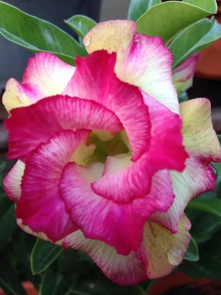 Unique Adenium Seeds: 3-Layer Desert Rose with Pink to Pale Yellow Bloom... - $4.45