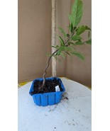 Pre Bonsai Tupelo, Blackgum, or Sour Gum, Unique Native Species - $19.69 CAD