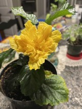 LUSCIOUS DOUBLE YELLOW HIBISCUS  ROOTED STARTER PLANT 3 TO 5 INCHES TALL - £10.95 GBP
