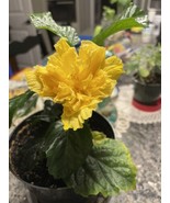 LUSCIOUS DOUBLE YELLOW HIBISCUS  ROOTED STARTER PLANT 3 TO 5 INCHES TALL - £10.96 GBP