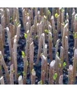 Organic Tree Rooting Hormone My Own 100 Percent Natural Tree Cutting Hor... - €29,33 EUR