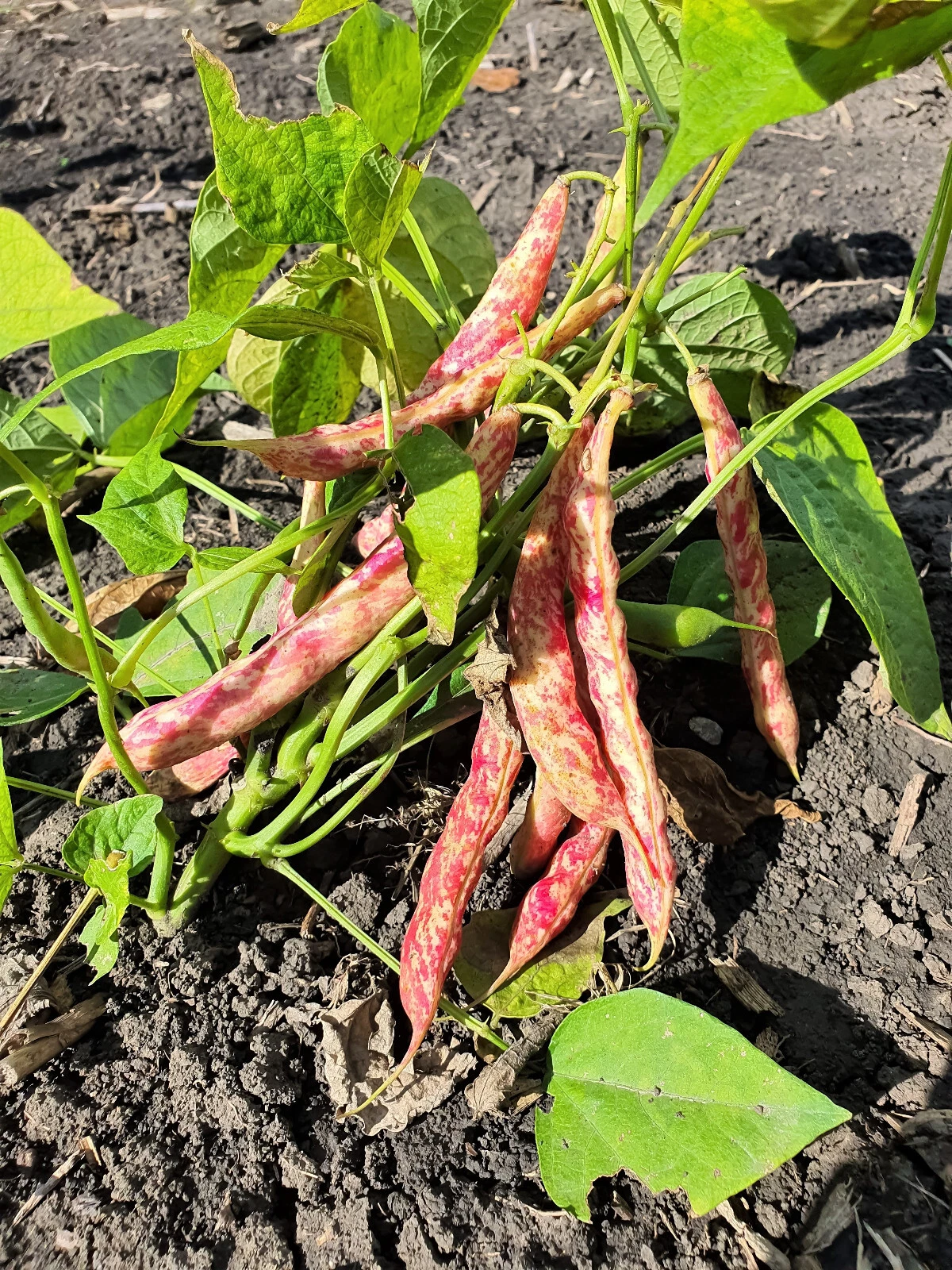 25 DWARF HORTICULTURE BEAN Taylor Long French Phaseolus Vulgaris Vegetab... - €12,72 EUR