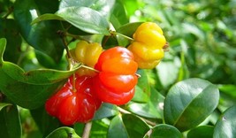 4 Surinam Cherry / Brazilian cherry Live Clippings - Grows Into Huge Fru... - £23.52 GBP