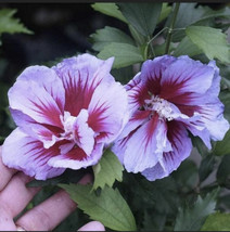 Rose of Sharon (Pink Hibiscus) Plant 1-2 year old 18-24” tall Bare root - £17.22 GBP