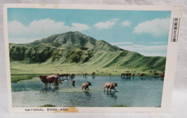 ASO National Park Cows in Water Hole Japan Fukuda Postcard - $2.96