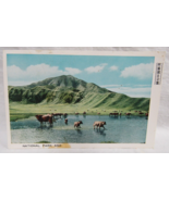 ASO National Park Cows in Water Hole Japan Fukuda Postcard - $56.02 MXN