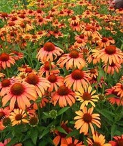 50 Orange Passion Coneflower Seeds Echinacea Perennial Flowers - £13.34 GBP