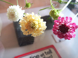 FRESH Scabiosa Atropurpurea - Pincushion Formula Mix Seed - $8.00