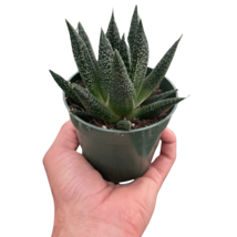 Gasteria Durban Succulent - 3-Inch Planter with Unique Foliage - $524.38 MXN