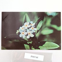 Forget-Me-Not Flower Alaska Vintage 1970s Postcard Dexter Dedman&#39;s Photo... - $6.88