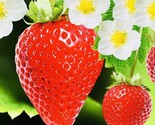 250 Seeds Everbearing Strawberry Fruit Seeds Nongmo Fresh Harvest Usa Fa... - $8.99