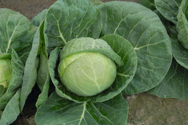 G_S Bulk Katarina Hybrid Cabbage Seeds - $16.75