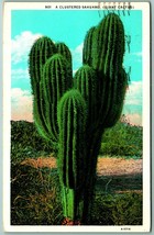 Clustered Giant Sahuaro Cactus 1930 WB Postcard F11 - £2.34 GBP